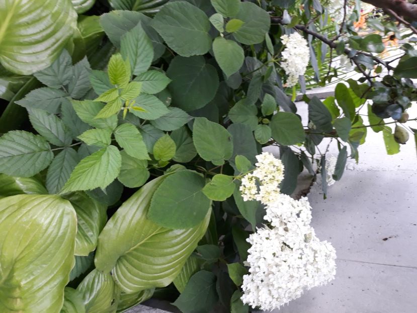  - Flori de grădină-2020