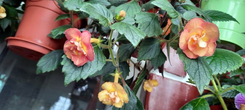 Alexandra - 11 Achimenes 2020