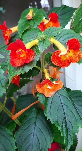 Irina - 11 Achimenes 2020