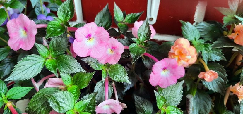 Harecroft - 11 Achimenes 2020