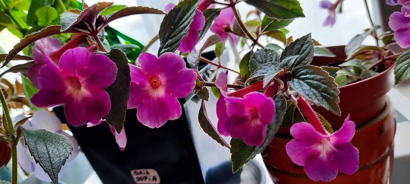 Nicole - 11 Achimenes 2020