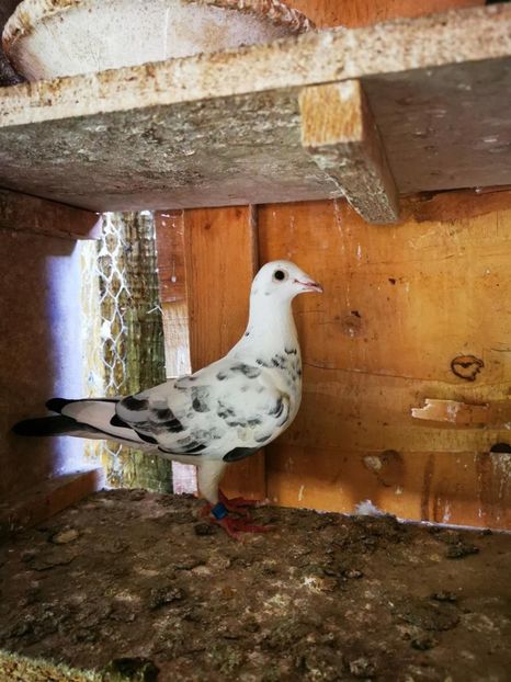 Markus Sollner / Schimmel - Porumbei super top 2020 achizitii