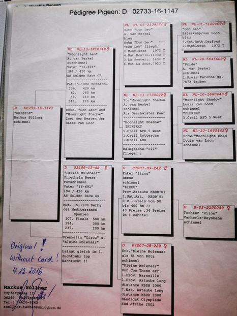 sollner / ped - Porumbei super top 2020 achizitii