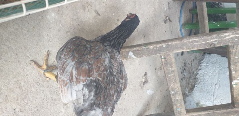  - Combatant indian talie mare