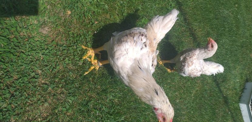  - Combatant indian talie mare