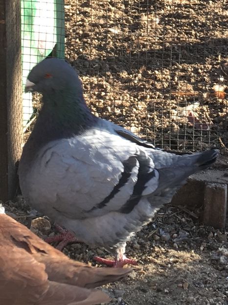 49A422A0-C152-4BDD-80C4-A2C3AF3DCAB1 - Porumbei vanduti 2017-2025