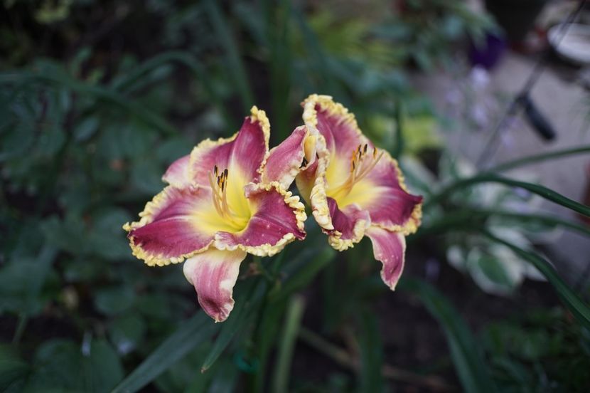  - Hemerocallis 2020- 2021- 2022