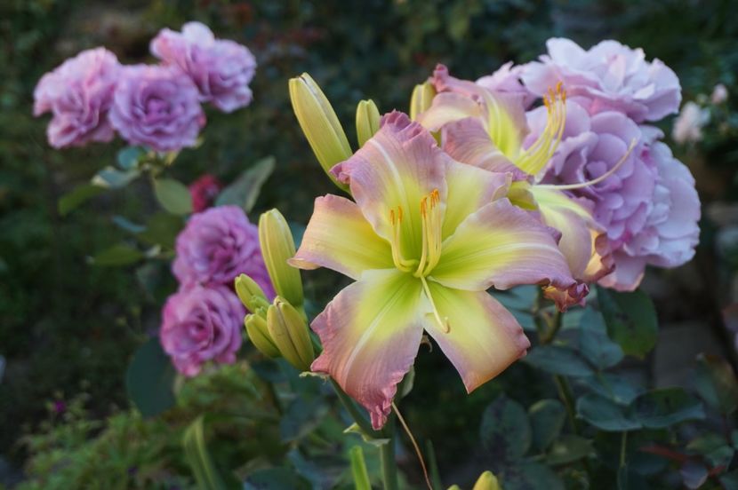  - Hemerocallis 2020- 2021- 2022