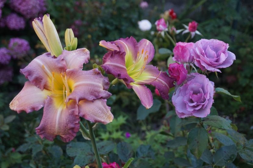  - Hemerocallis 2020- 2021- 2022