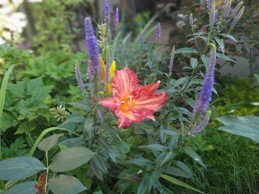 Pink Stripes - Hemerocallis 2020- 2021- 2022