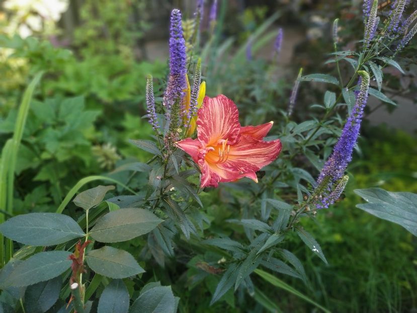  - Hemerocallis 2020- 2021- 2022