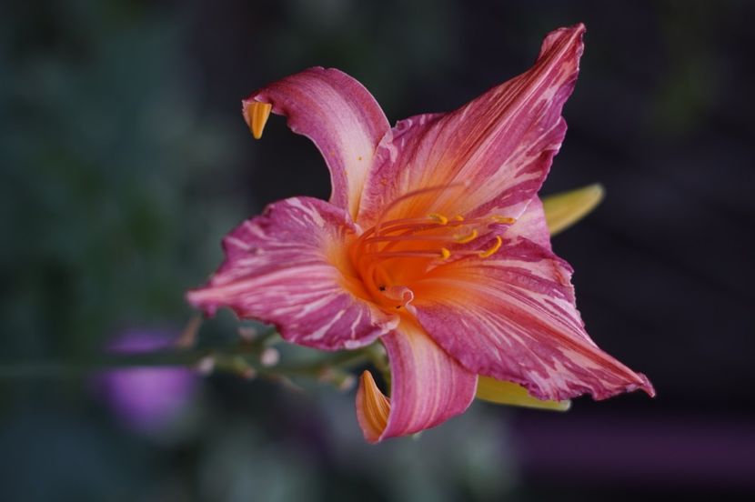 Pink Stripes - Hemerocallis 2020- 2021- 2022