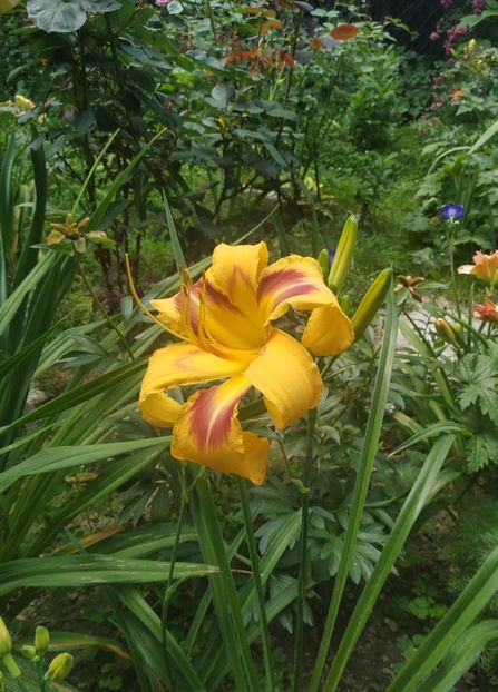  - Hemerocallis 2020- 2021- 2022