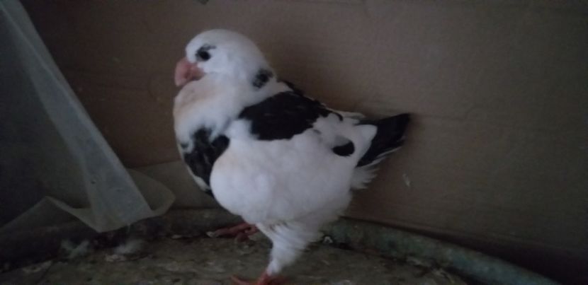 P 2020 - PUI 2020