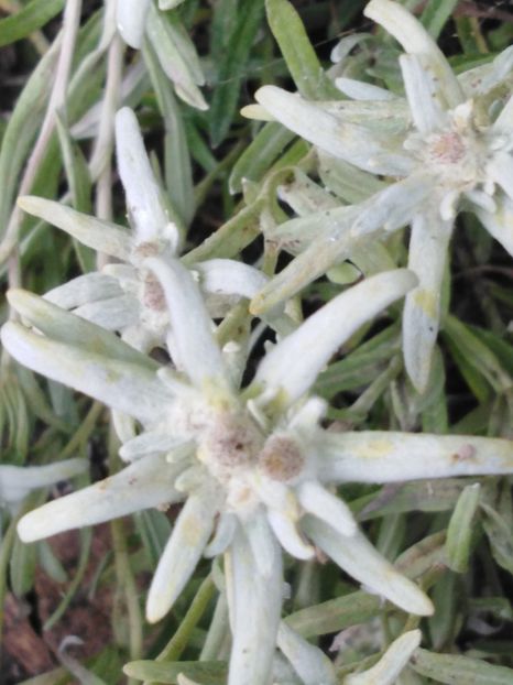 Floare de colt(Edelweiss) - dragostea  de natura