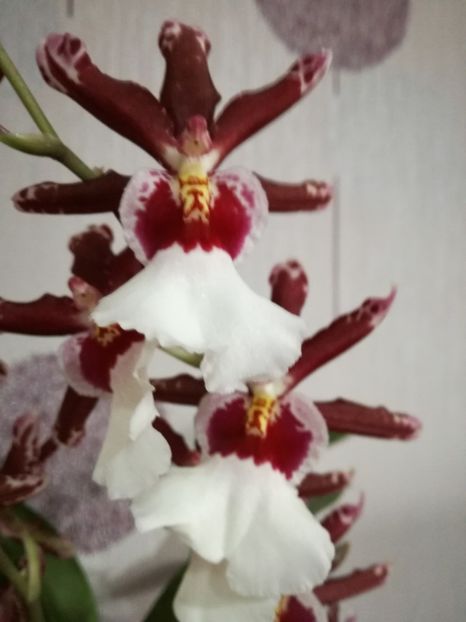  - orhidee