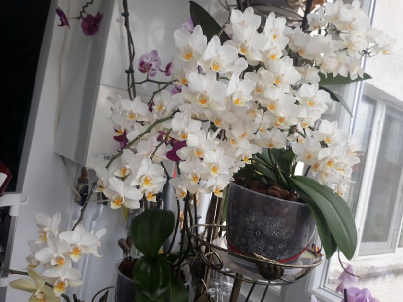 Multiflora mea iubita - Orhidee