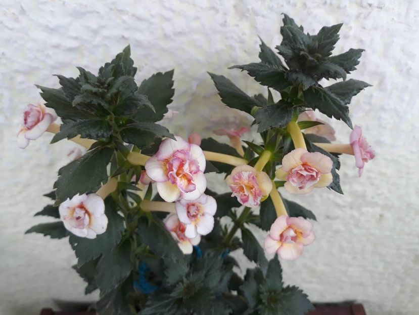  - 1 2020 - CYTRO Britta Dietze