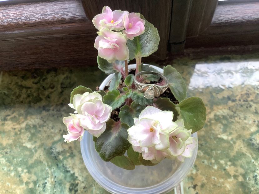 6C23307E-E75A-4C0C-8585-99119D952596 - Petite Blarney