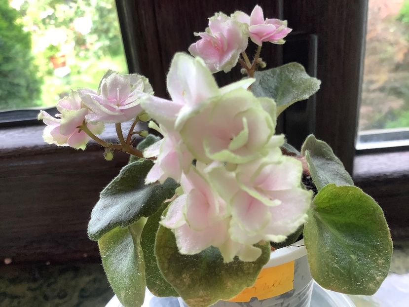 E282E262-D3BD-4F79-8911-FB226EDD654B - Petite Blarney