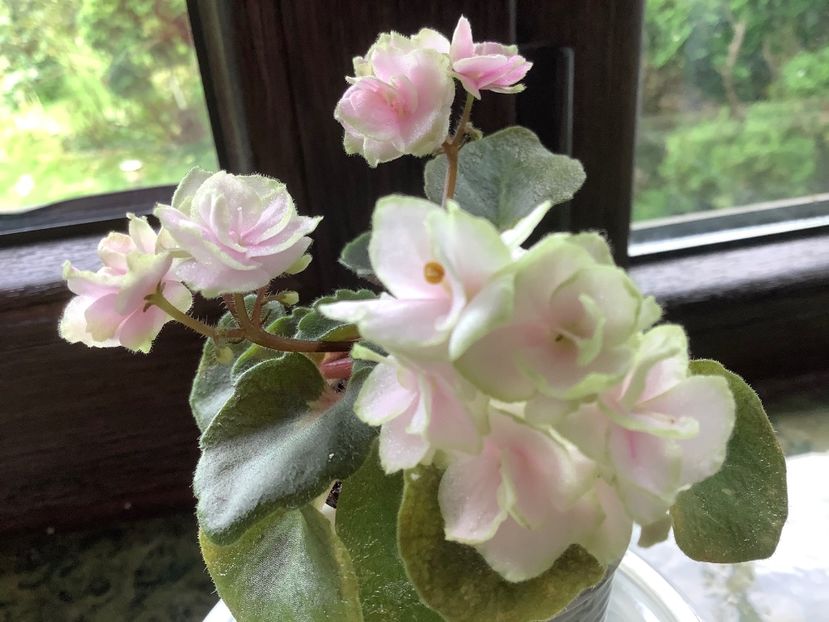 FF696641-90AE-4FB3-8B77-EEED6395D2C4 - Petite Blarney