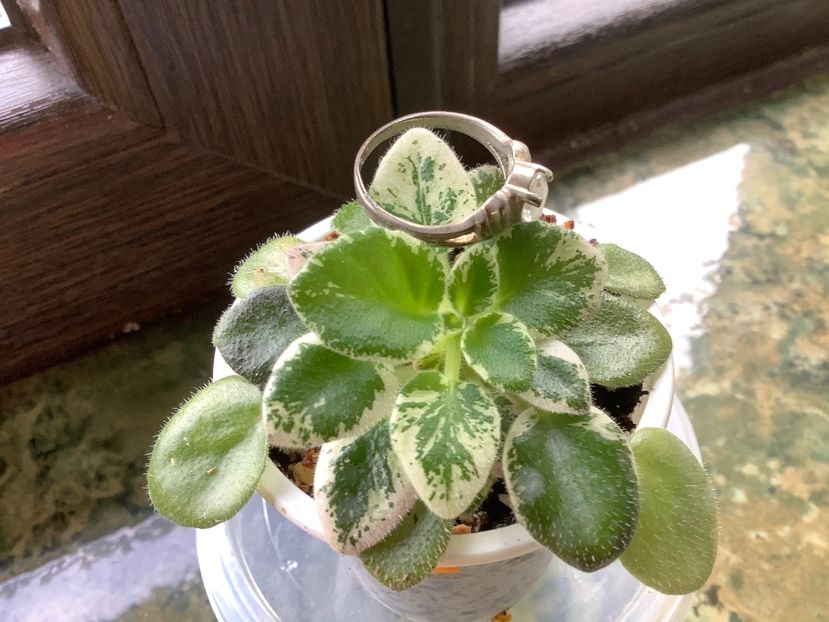 39E3DB35-9B4A-4433-831B-344CDA9F7E36 - N Kapelka