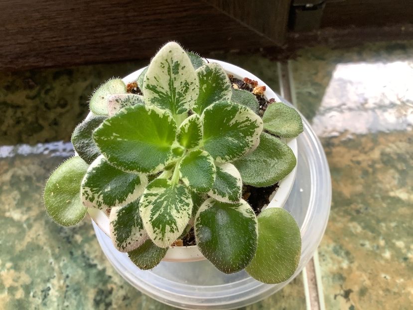 E95F77E1-9E9E-4E94-AFA7-2AEC330CA983 - N Kapelka