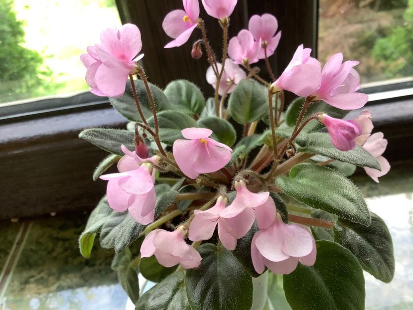 A6AB1F4C-4FB3-4B96-AFB3-C58DA0F1BFF6 - Flashy Trail