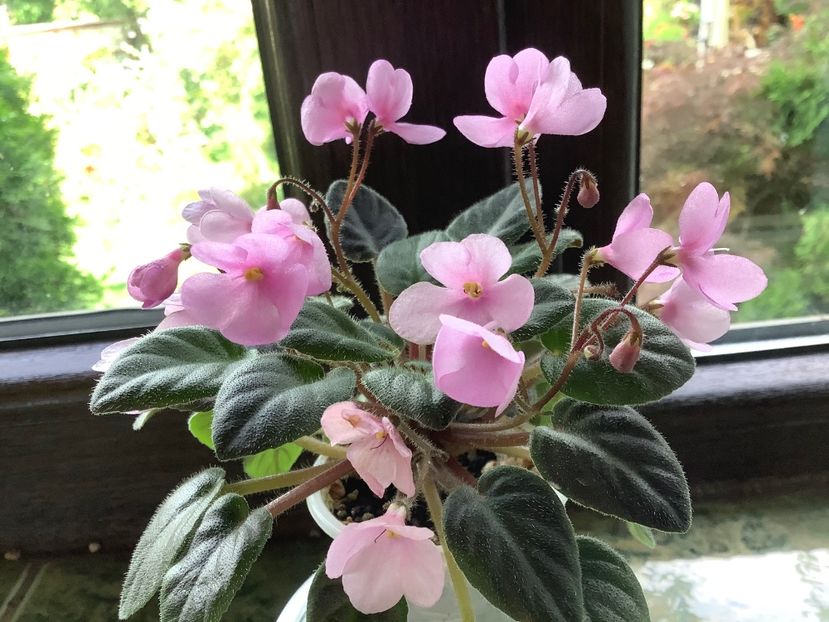 CEA81292-48C7-41ED-B2DE-A9D2D3869A88 - Flashy Trail