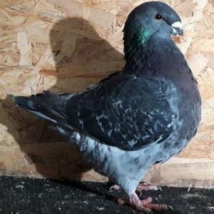  - 3---AGH DAȚI 2019 - 2025