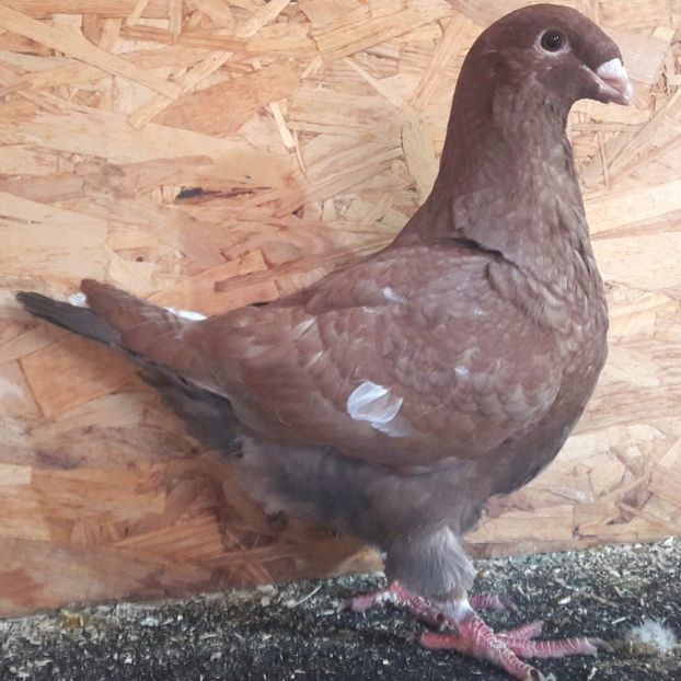  - 3---AGH DAȚI 2019 - 2025