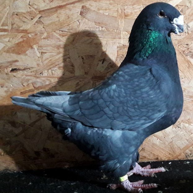  - 3---AGH DAȚI 2019 - 2025