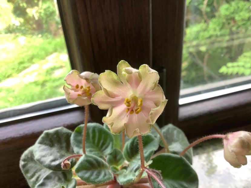 97697957-C34B-4D1A-B3AB-14A2368E7B7C - LE Pink Muscat