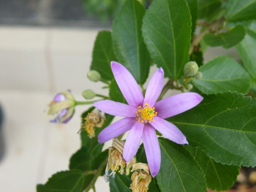 grewia occidentalis - 2020