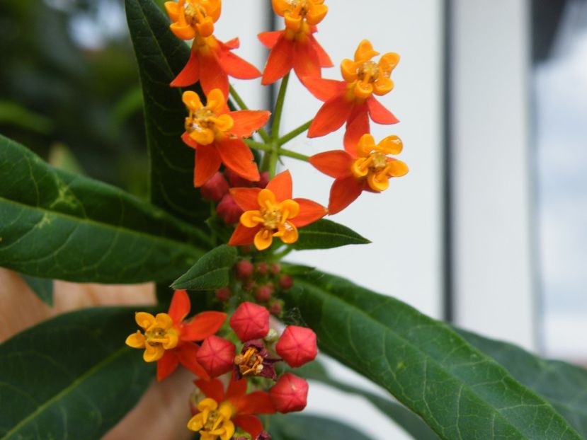 asclepias curassavica - 2020