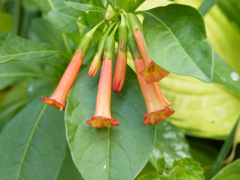 iochroma coccinea - 2020