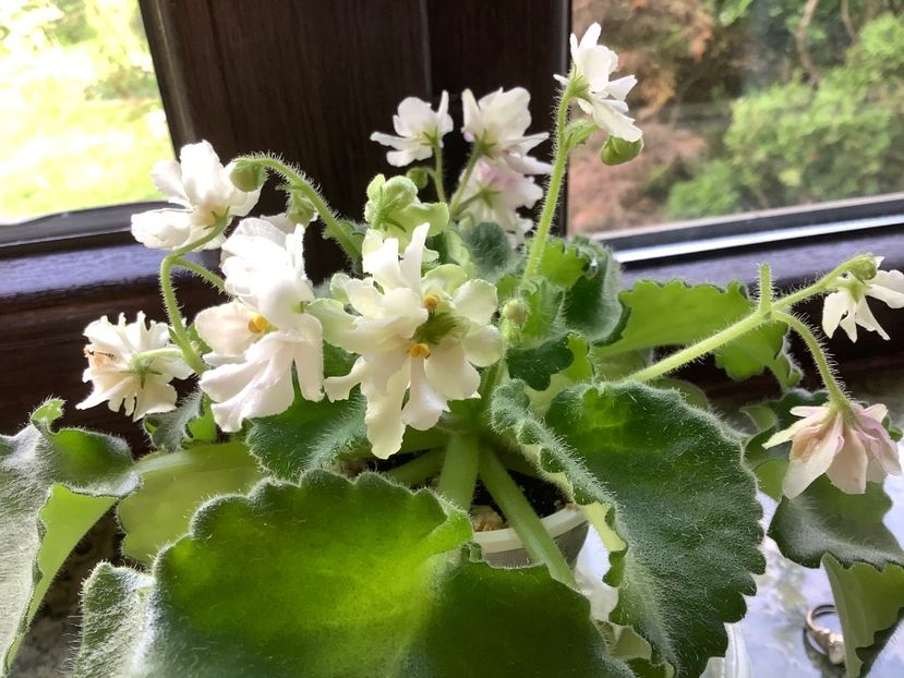  - Wizard s Prankster