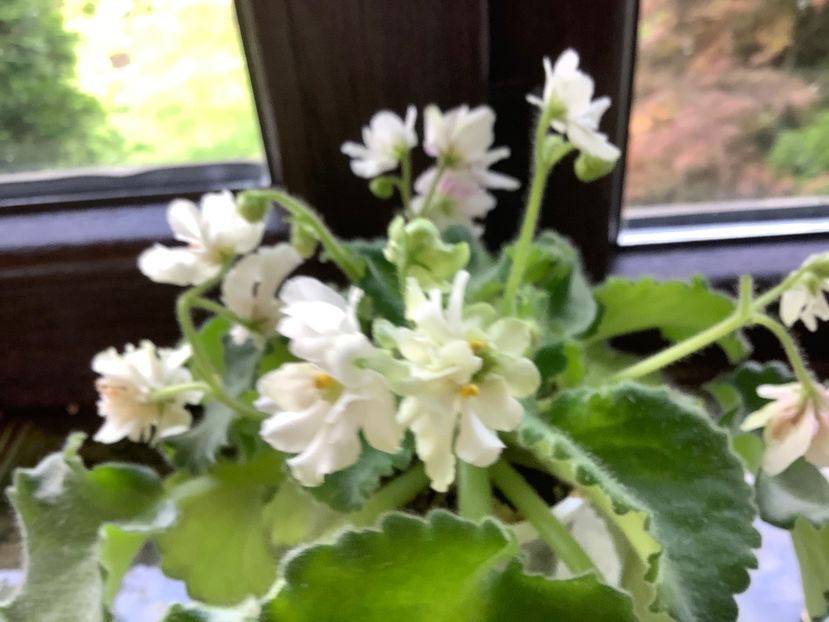  - Wizard s Prankster