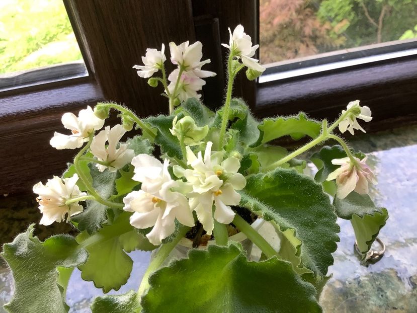  - Wizard s Prankster