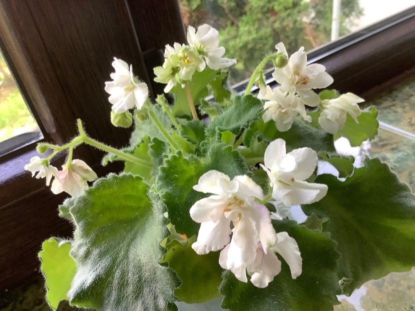  - Wizard s Prankster