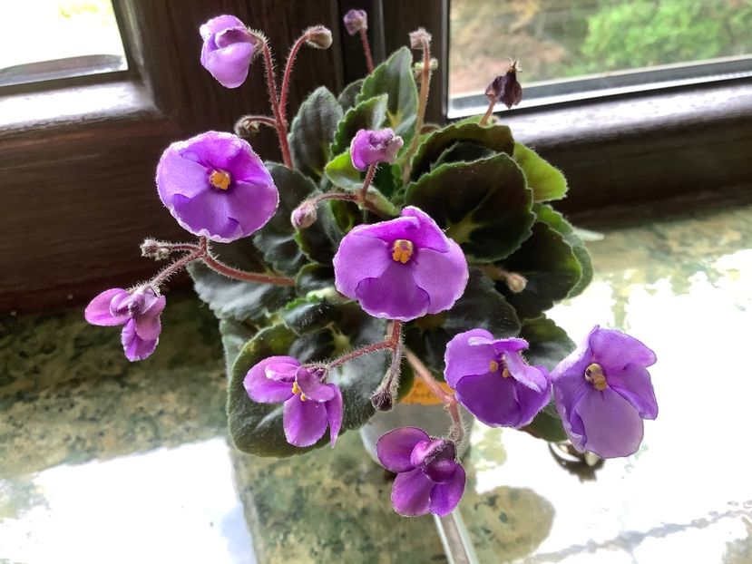 BF35DADE-2559-4873-AB0D-D8FBB5E7CE4D - Cupie Doll