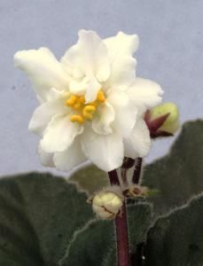 poza net - Jolly Prize