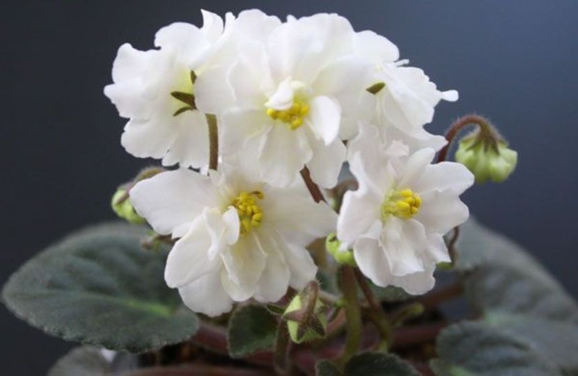 poza net - Jolly Prize