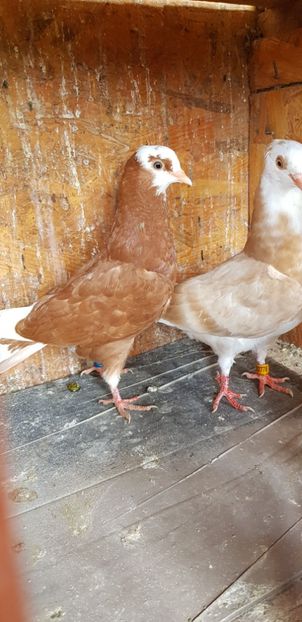  - Rolleri de Birmingam 2021