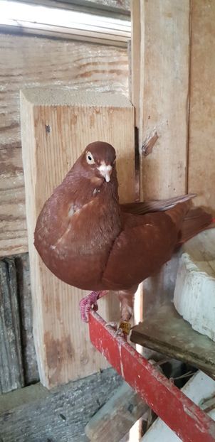  - Rolleri de Birmingam 2021