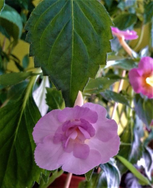  - 000012 ACHIMENES