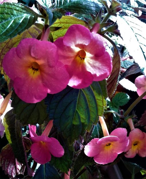  - 000012 ACHIMENES