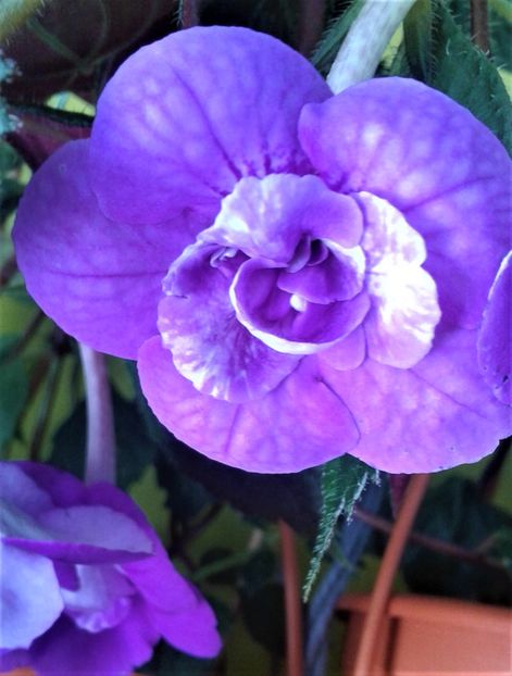  - 000012 ACHIMENES