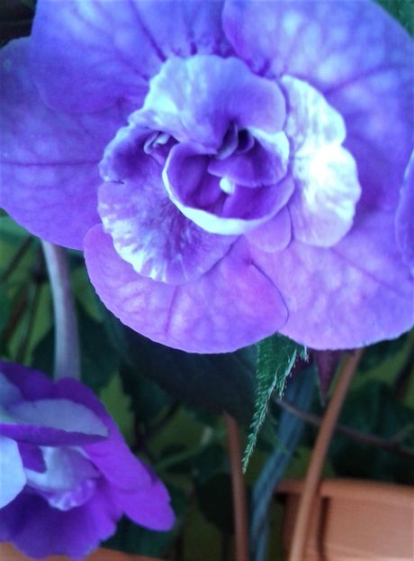  - 000012 ACHIMENES