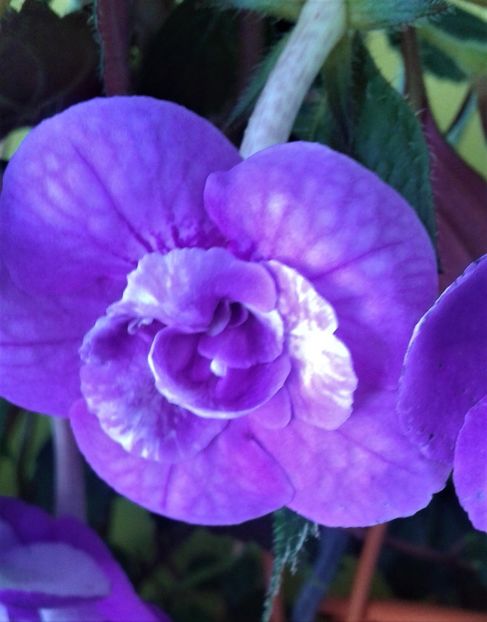  - 000012 ACHIMENES